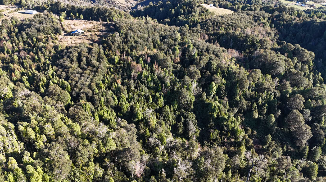 Camino de acceso a las parcelas de Bosques del Sarao, Patagonia