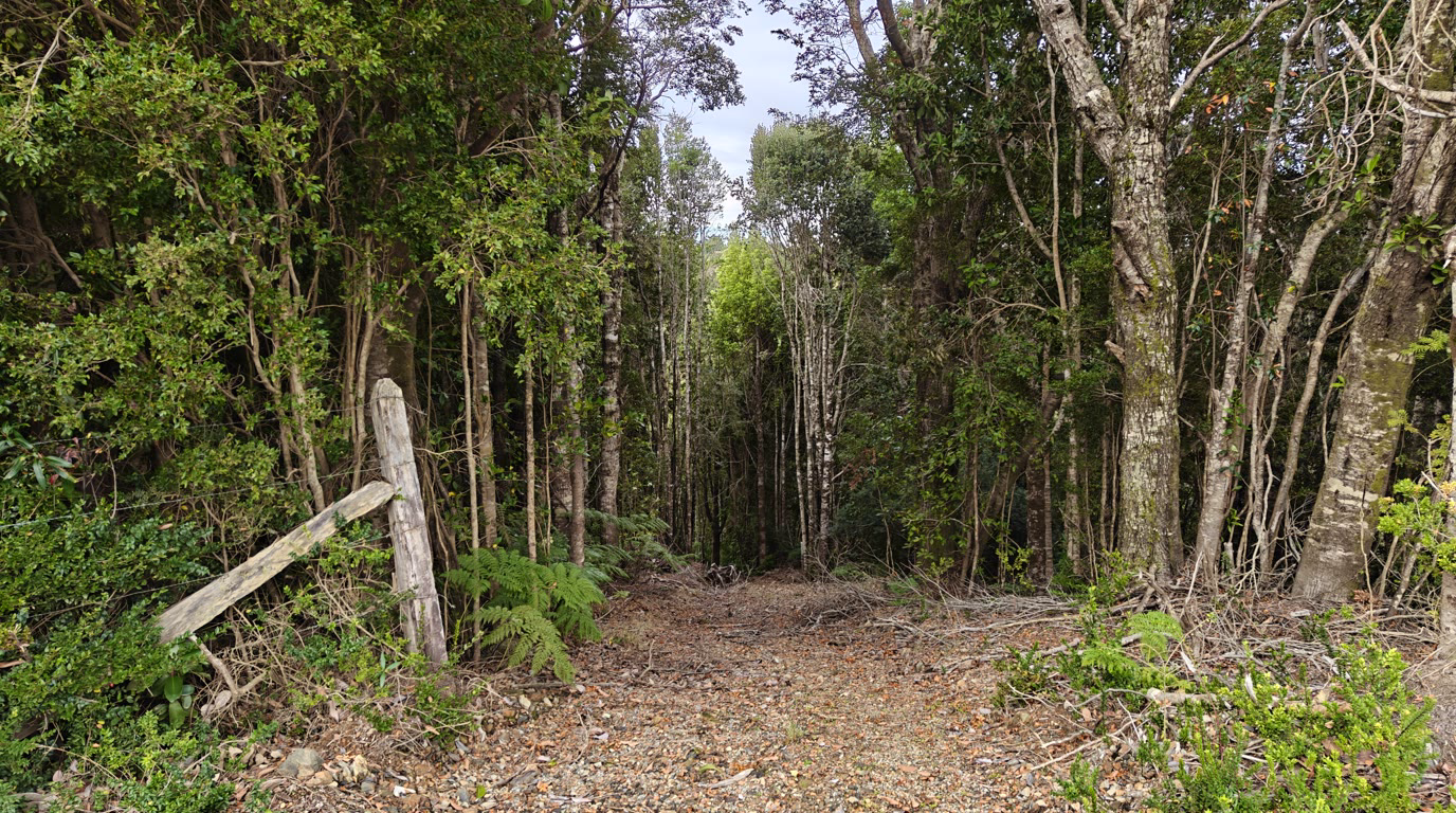Sendero en bosque nativo de Bosques del Sarao, Patagonia